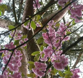 Prunus serr. 'Kanzan'