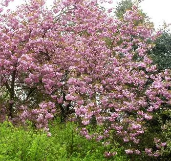 Prunus serr. 'Kanzan'