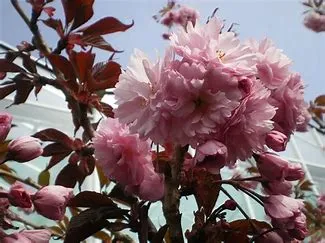 Prunus serr. 'Royal Burgundy'
