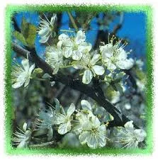 Prunus St Julien