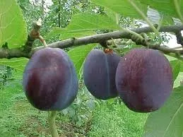 PRUIM BLUE DE BELGIQUE