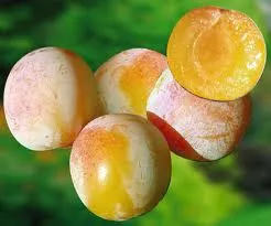 PRUIM Mirabelle de Nancy