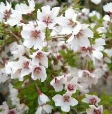 Prunus 'kojo no mai'