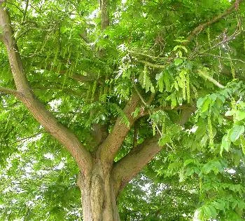 Pterocarya fraxinifolia