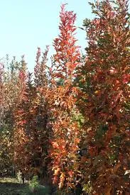 Quercus pal. Green Pillar