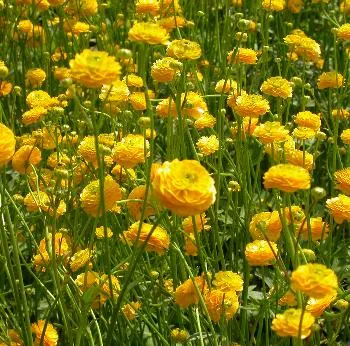 Ranunculus acris 'Multiplex'