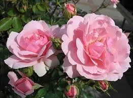 Rosa 'Bonica'(R)(F)