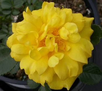 Rosa 'Allgold'