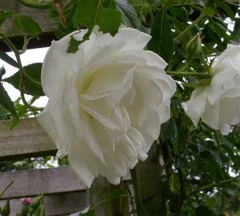 Rosa 'Schneewitchen Climber'(K)