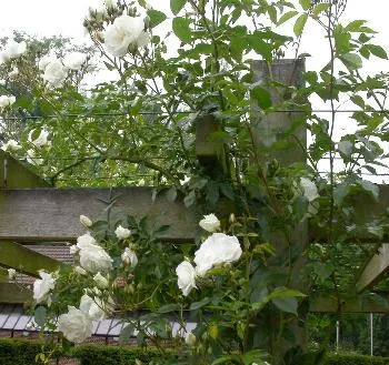 Rosa 'Schneewitchen Climber'(K)