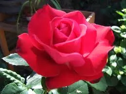 Rosa 'Dame de Coeur'(TH)