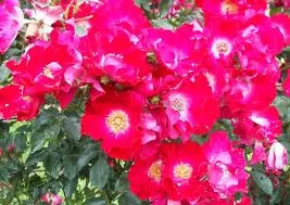 Rosa 'Archimedes'