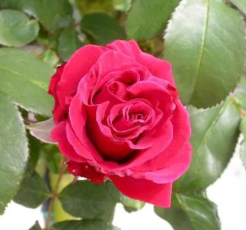 Rosa 'Duftwolke'rood