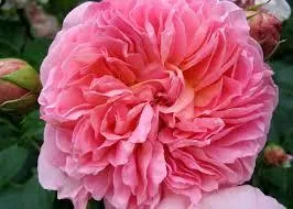 Rosa 'English Elegance'(H)