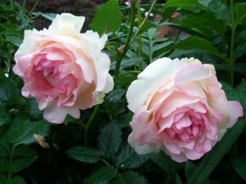 Rosa 'Eden Rose' ROOS