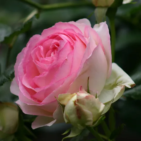 Rosa 'Eden Rose' ROOS