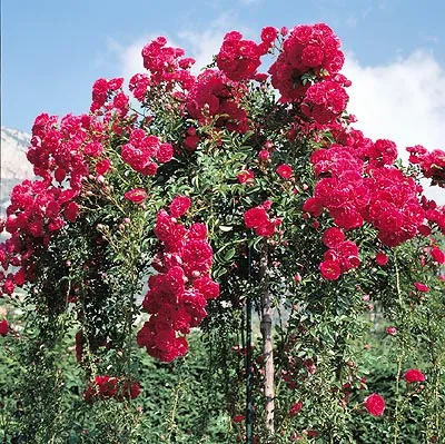 Rosa 'Excelsa'(K)
