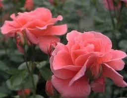 Rosa 'Favorite' ROOS