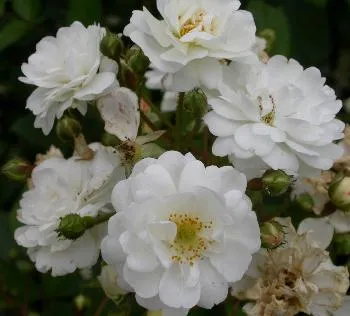 Rosa 'Guirlande d'Amour'