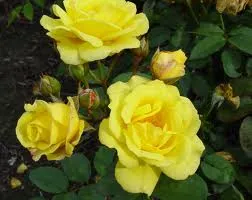 Rosa 'Golden Showers'(K)