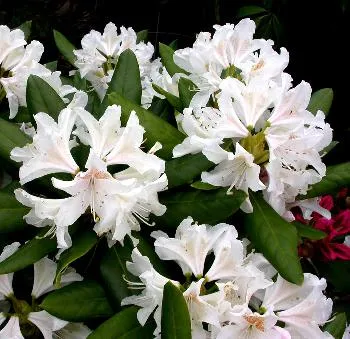Rhododendron (T) 'Cunningh. White'
