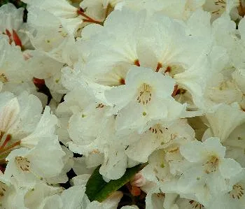 Rhododendron (T) 'Cunningh. White'