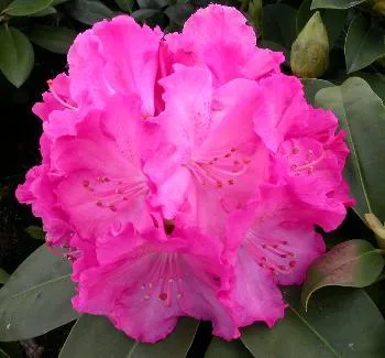 Rhododendron (T) 'Germania'