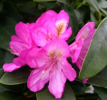 Rhododendron (T) 'Kate Waterer'