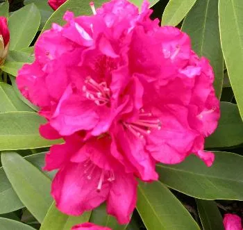 Rhododendron 'Marie Fortie'