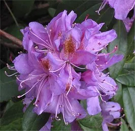 Rhododendron ponticum