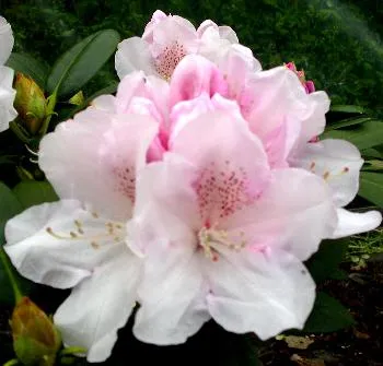 Rhododendron (Y) 'Schneekrone'