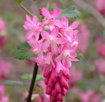 Ribes sang. 'King Edward VII'