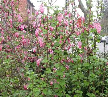 Ribes sang. 'King Edward VII'