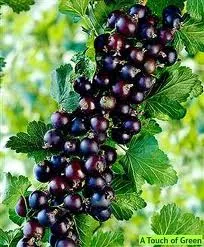 Zwarte Bes 'TITANIUM'