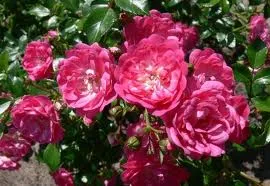 Rosa 'Lovely Fairy'(R)(P)