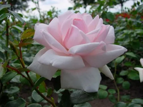 Rosa 'New Dawn'(K)