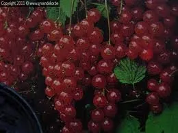 Rode bes 'Jonkheer Van Tets'