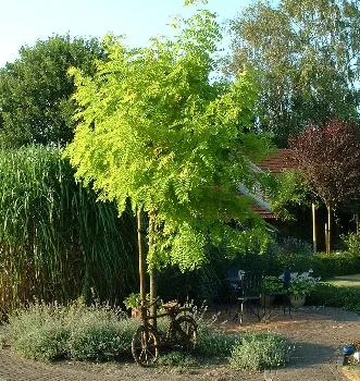 Robinia pseud. 'Frisia'