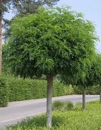 Robinia pseud. 'Umbraculifera'