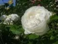 Rosa 'Winchester Cathedral'(R)(F)