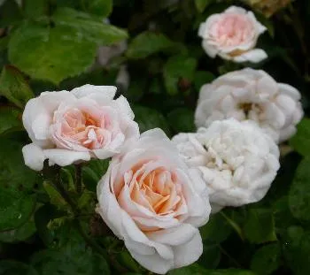 Rosa 'Paula Vapelle' wit geurend