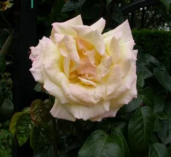 Rosa 'klimroos' GEEL