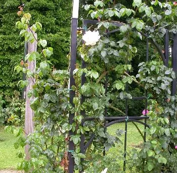 Rosa 'Peace Meiland' GEEL