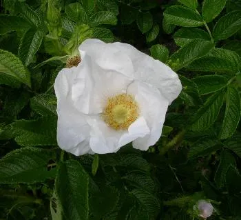 Rosa rugosa 'Alba'
