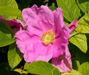Rosa rugosa 'Alba'