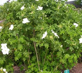 Rosa rugosa 'Alba'