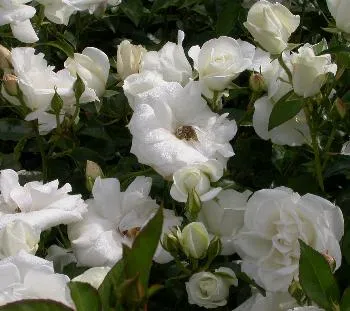 Rosa 'Schneewitchen'(F)