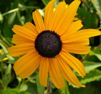 Rudbeckia fulg. 'Goldsturm'