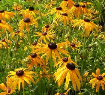 Rudbeckia fulg. 'Goldsturm'