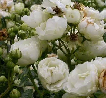 Rosa 'White Dorothy'(K)